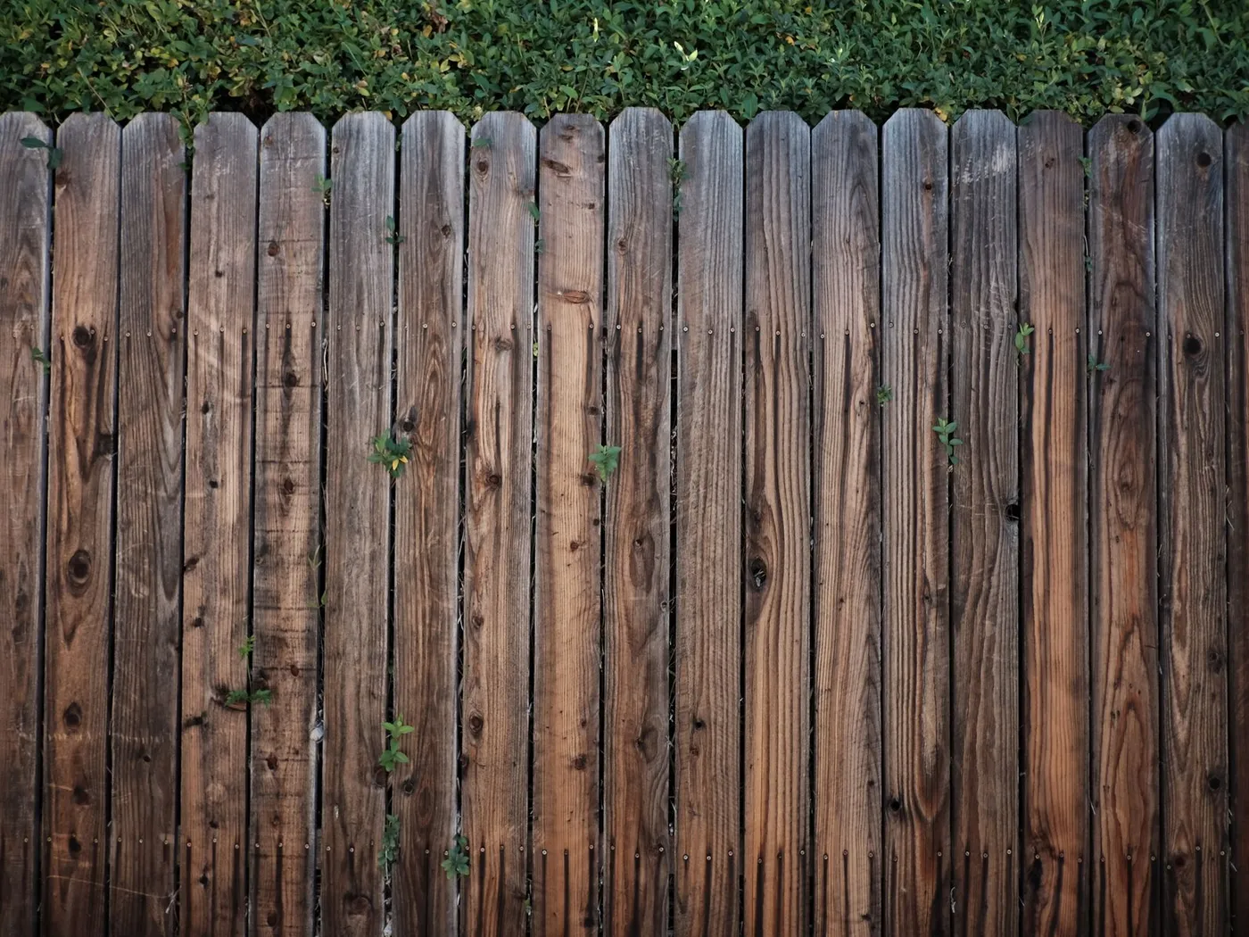A wood privacy fence with a hedge growing above it